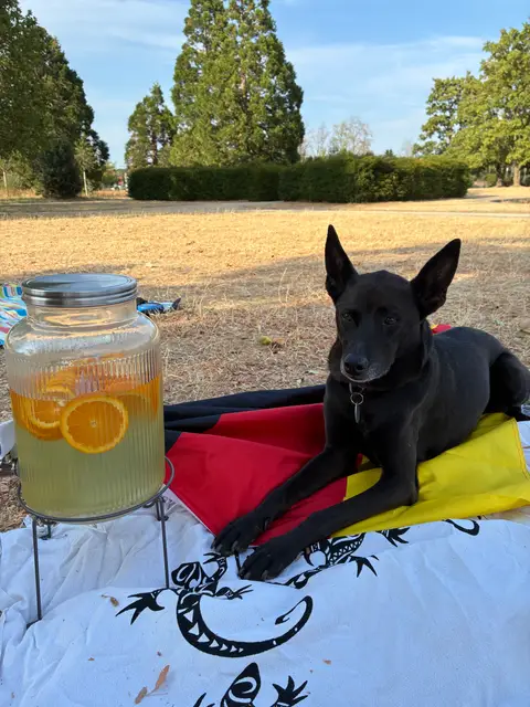 Deutsche Flagge und Hund beim Sprachmut Game Night am Dienstag